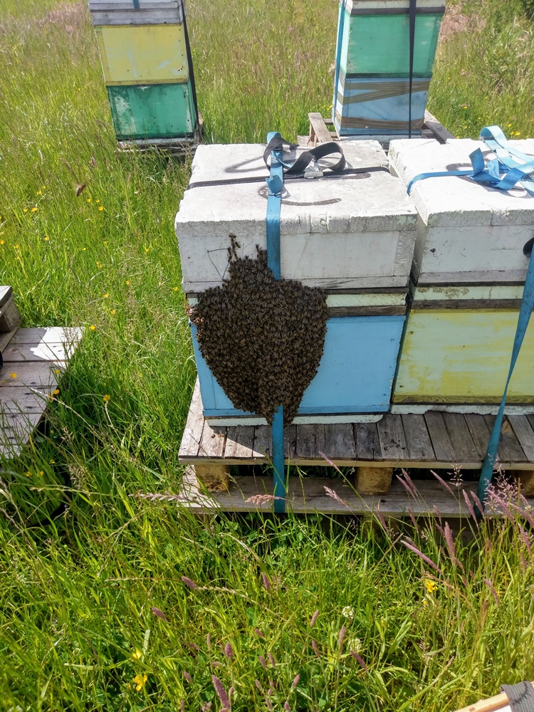 HOW TO CATCH A SWARM