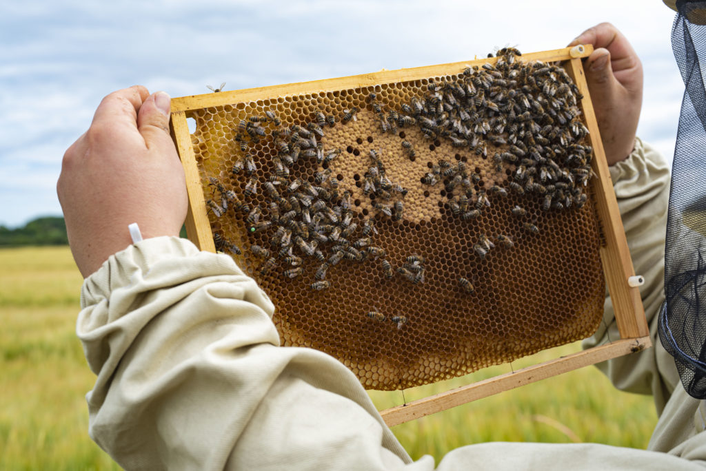 How do bees make honey? – ScottishBeeCompany