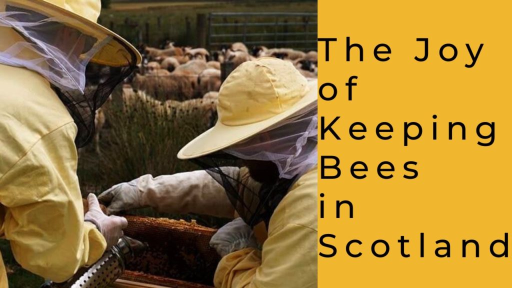 The joy of keeping bees in Scotland