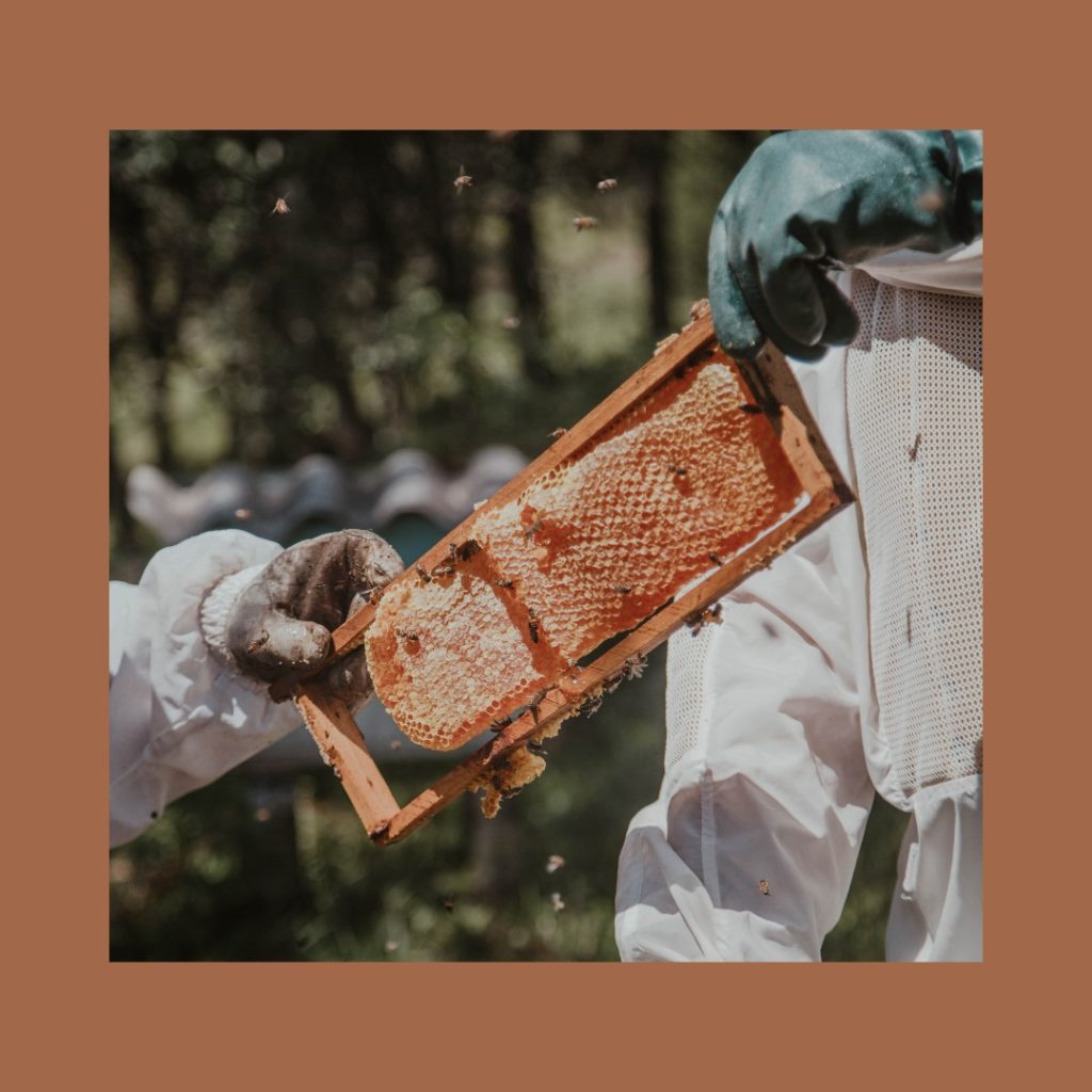 How do bees make honey? – ScottishBeeCompany