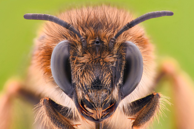 How Does a Bee Make Honey?