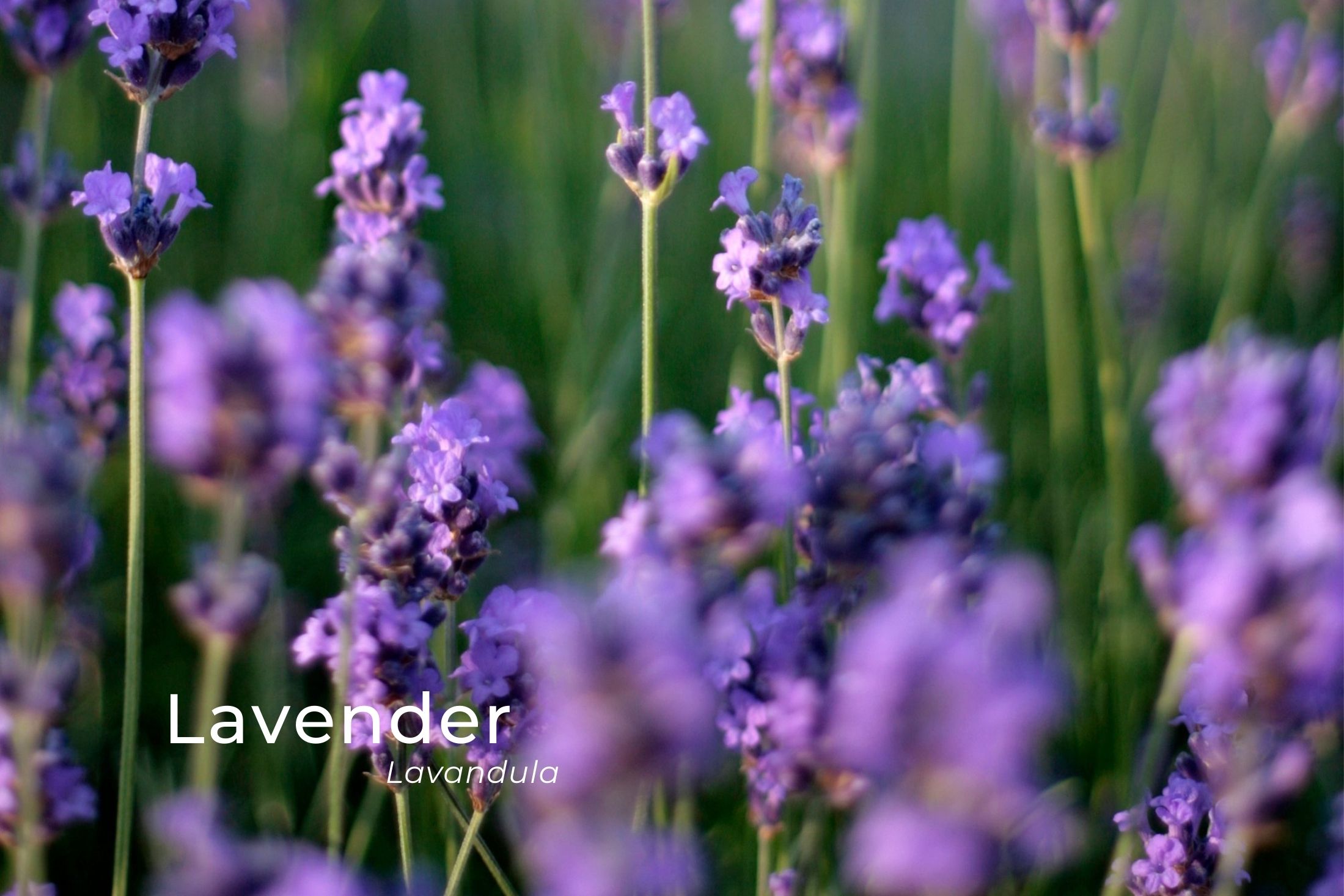 Beautiful Purple lavender flower in blossom in east lothian.