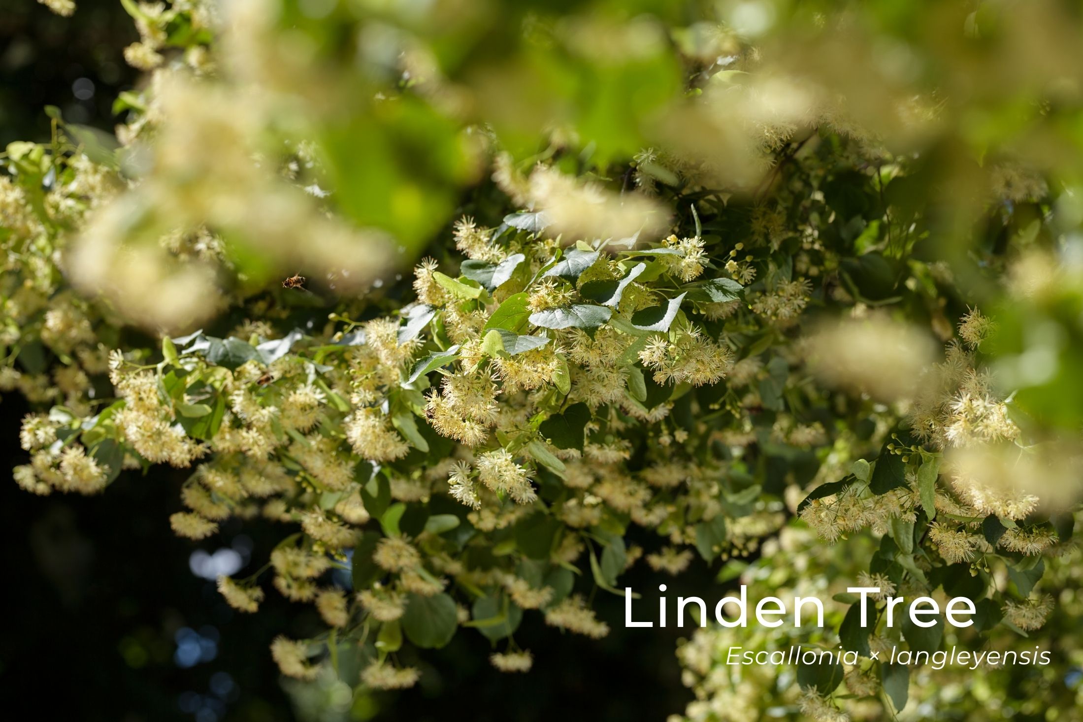 Linden Tree crown in full blossom during summer in scotland.