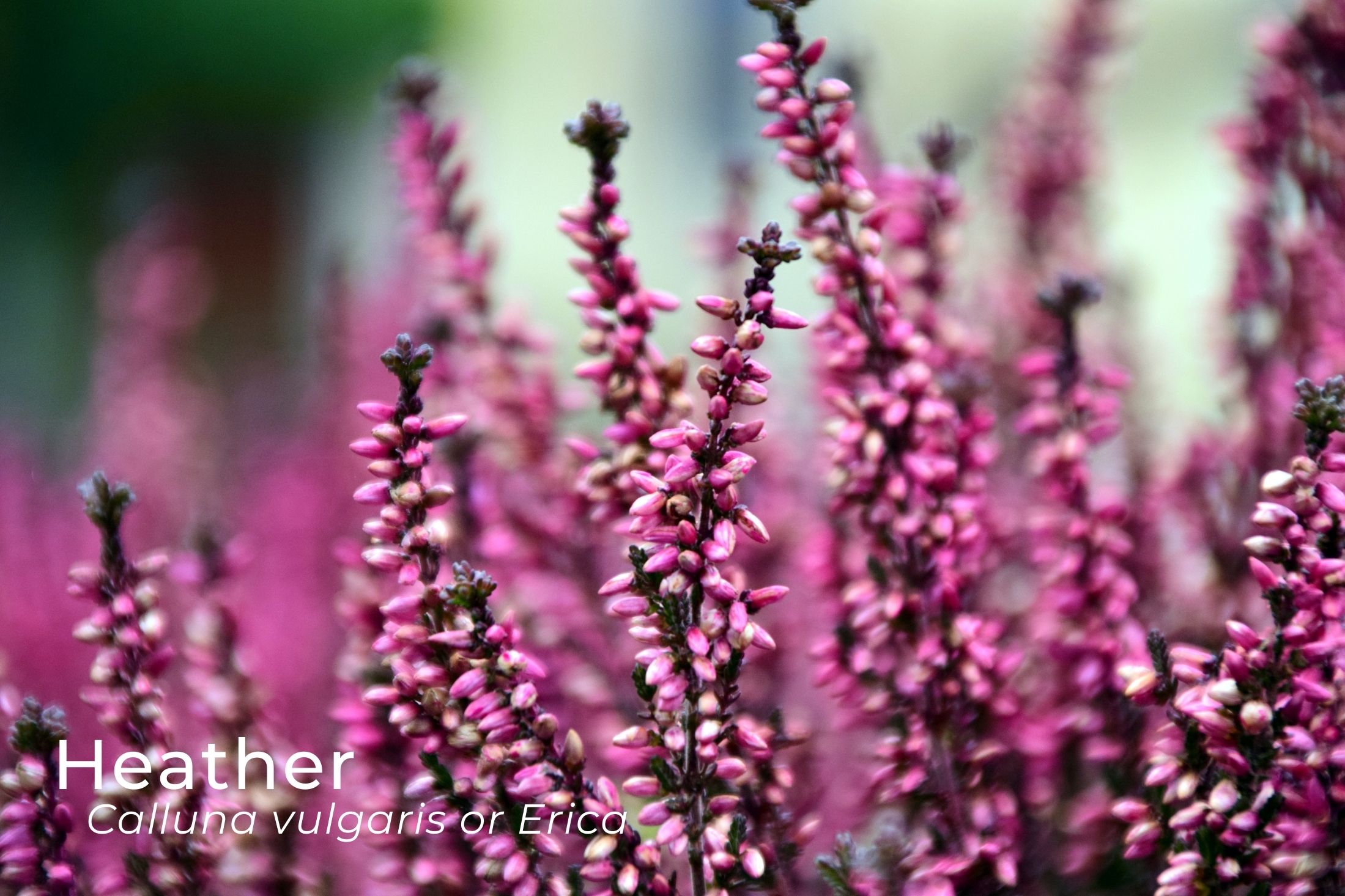 Heather flower in blossom in scotland.