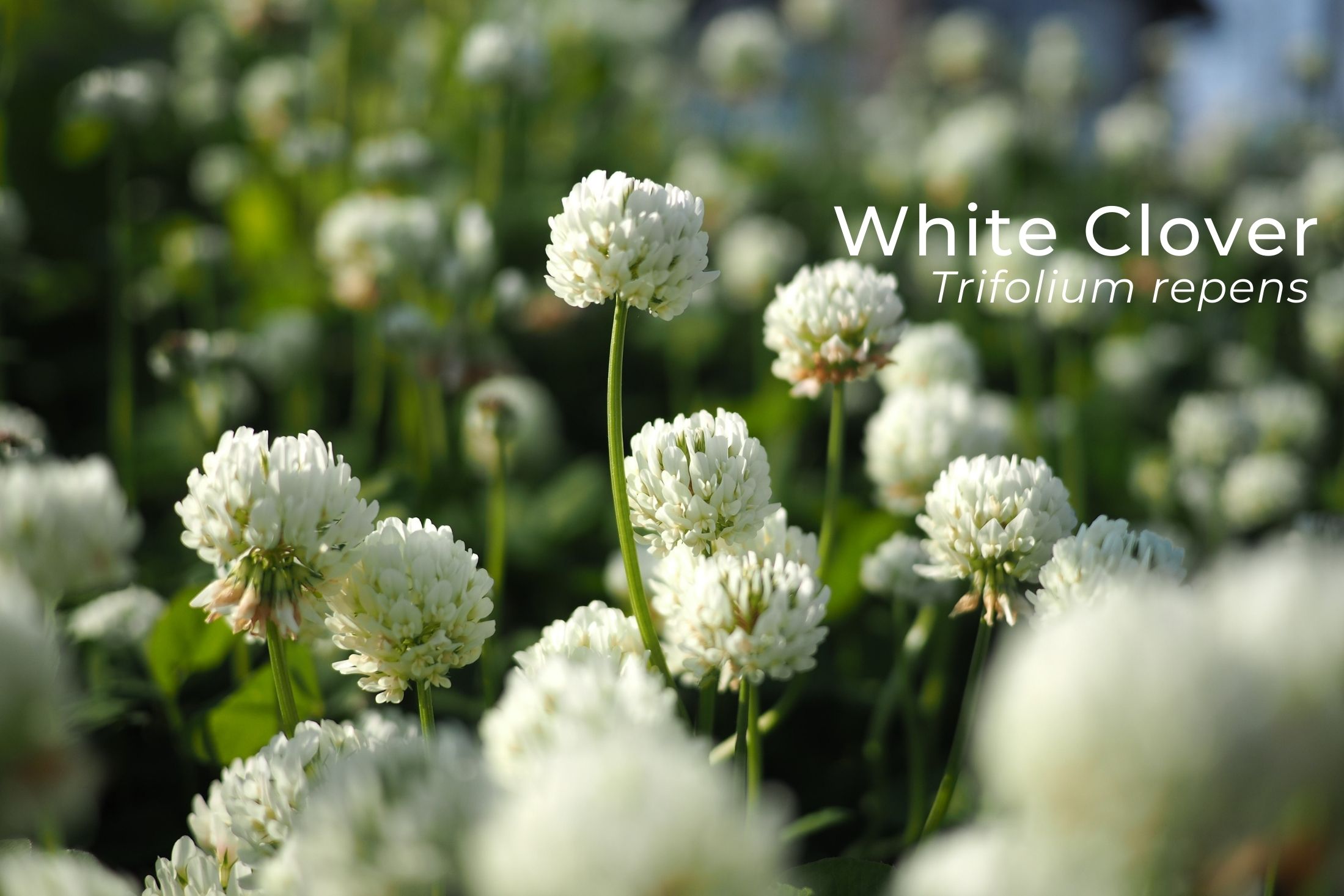 White clover flower in blossom at falkland estate.