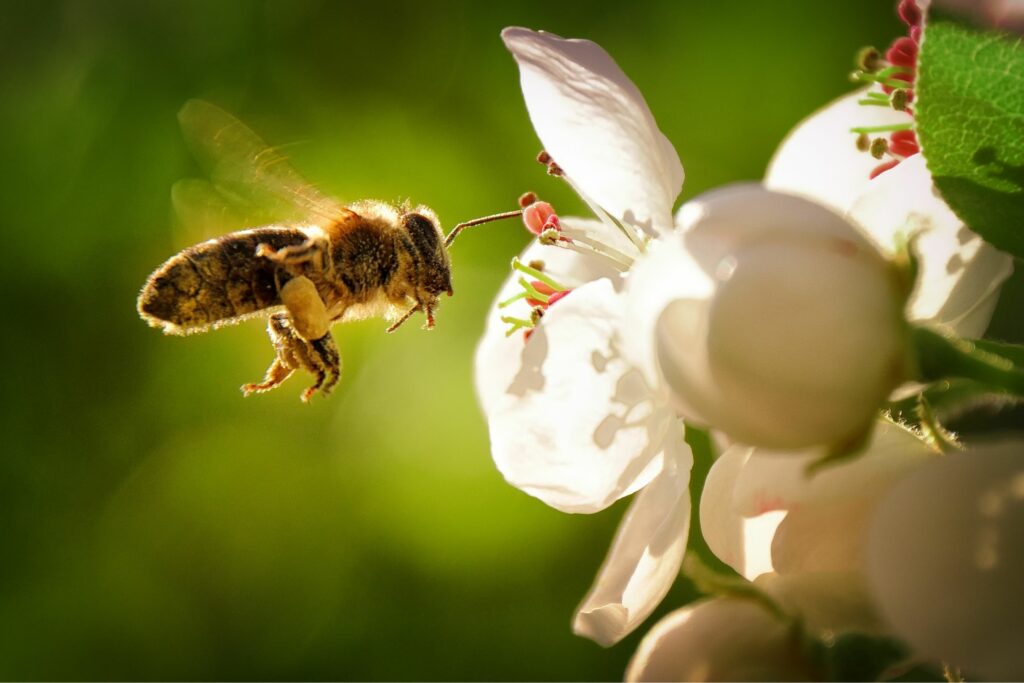 Let’s celebrate World Bee Day