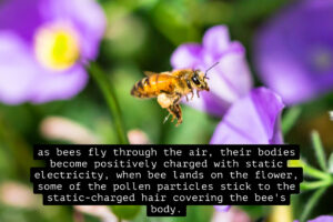 A bee flying past purple flowers with overlaid text reading 'as bees fly through the air, their bodies become positively charged with static electricity, when bee lands on the flower, some of the pollen particles stick to the static-charged hair covering the bee's body'