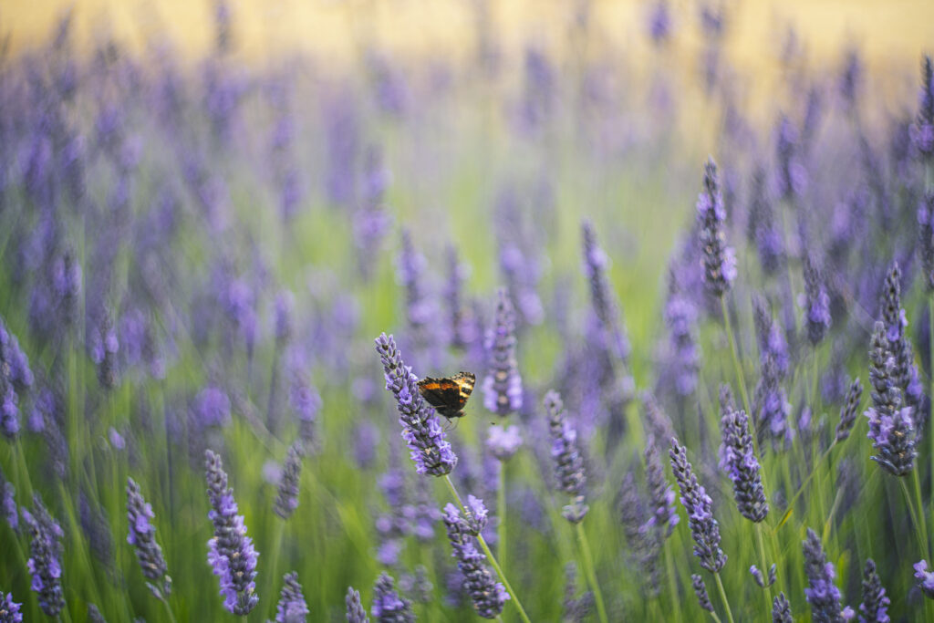 The wonderful world of Lavender and our Edinburgh Honey Apothecary soaps!