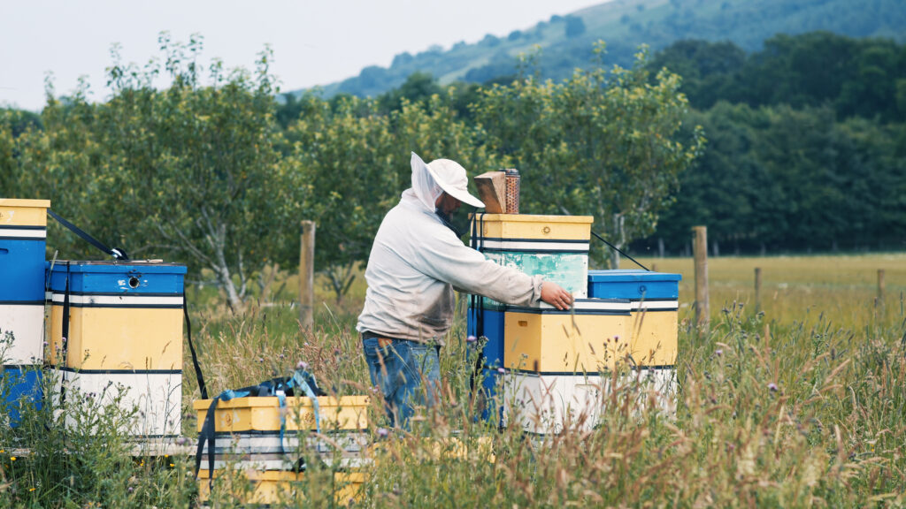 Bees are thriving!