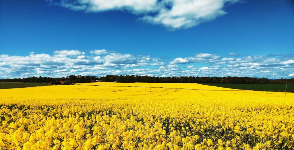 The Sweet Solution: How Honey Can Help Hay Fever Sufferers