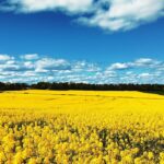 A field of bright yellow rapeseed flowers