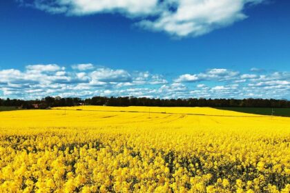A field of bright yellow rapeseed flowers