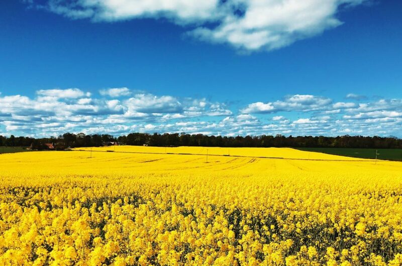 A field of bright yellow rapeseed flowers