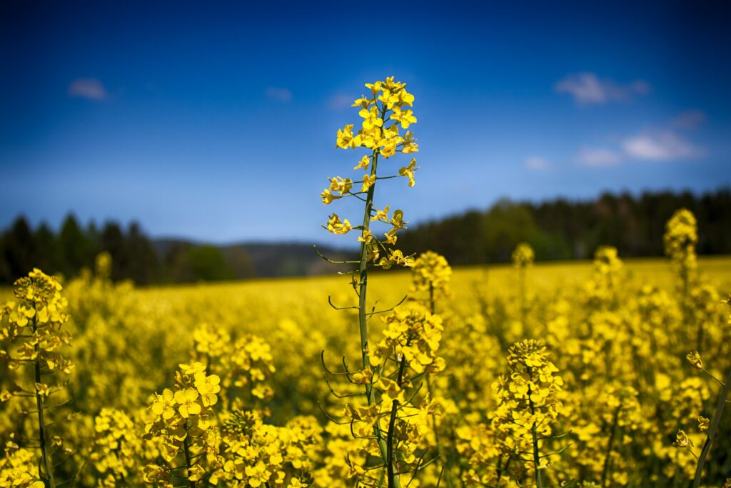 🍯 Welcome to Edinburgh Honey Co – Your Buzzing Haven for Hay Fever Relief! 🌸