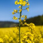 A field of bright yellow rapeseed flowers