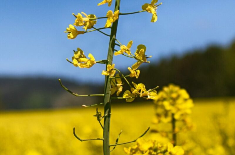 A field of bright yellow rapeseed flowers