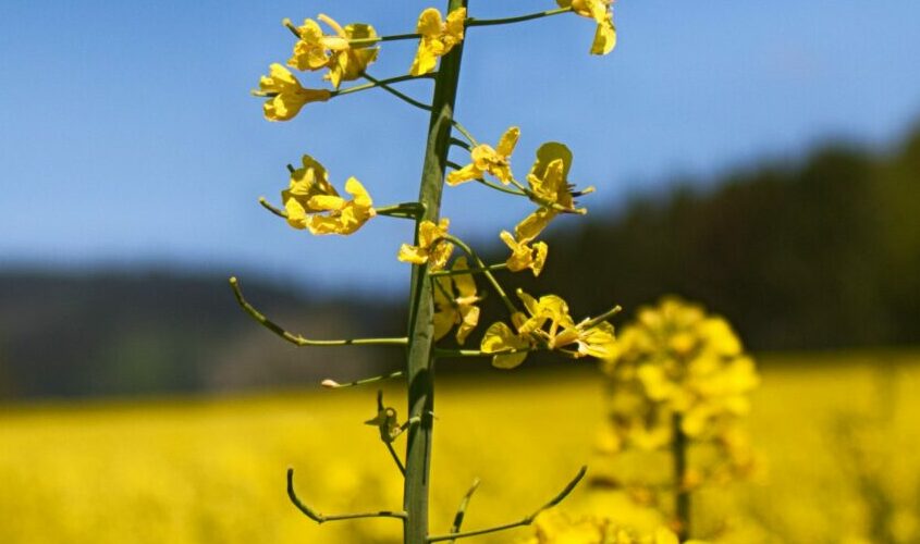 A field of bright yellow rapeseed flowers