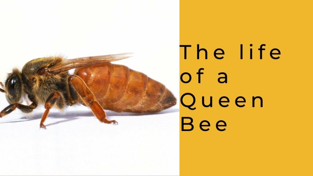 Celebrating Queens of Two Realms: Women and Bees on International Women’s Day